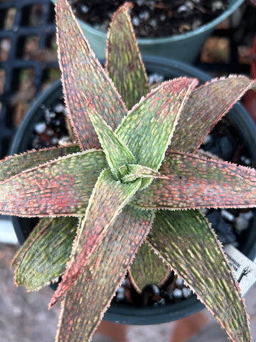 Aloe Chameleon | Exact Specimen