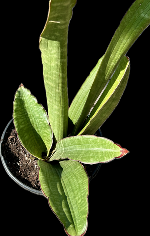 Sansevieria scimitarformis Specimen 3 Gallon | Large Dracaena