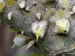 Zanthoxylum clava-herculis | Hercules Club | Drought Tolerant | Florida Native Tree