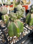 Tephrocactus molinensis | Grafted Plants On Trichocereus Pachanoi