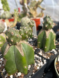 Tephrocactus molinensis | Grafted Plants On Trichocereus Pachanoi