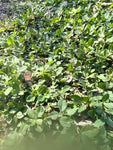 Frogfruit | Phylla nodiflora | Florida Native Ground Cover & Lawn Alternative