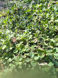 Frogfruit | Phylla nodiflora | Florida Native Ground Cover & Lawn Alternative