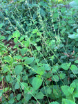 River Sage | Salvia misella | Florida Native Ground Cover & Lawn Alternative | Pollinator