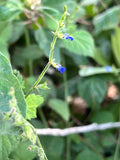 River Sage | Salvia misella | Florida Native Ground Cover & Lawn Alternative | Pollinator