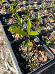 Jamaican Caper | Quadrella jamaicensis | Evergreen Flowering Florida Native Shrub