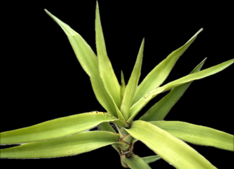 Sansevieria dumetescens Variegated Specimen | Stock Breeder Plant