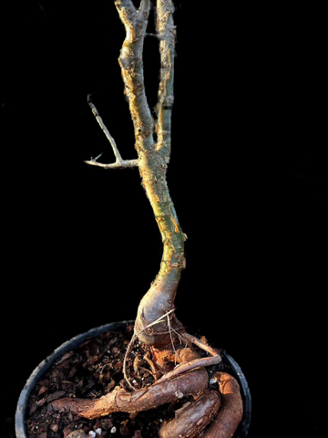 Commiphora ovalifolia Specimen 1 | Myrhh Family | Stock Breeder Tree