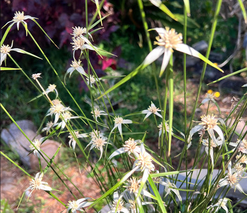 Blazing Star Grass | Rynchospora colorata | Aquatic Grass For Low Boggy Areas