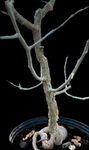 Commiphora ovalifolia Specimen 2 | Myrhh Family | Stock Breeder Bonsai Tree