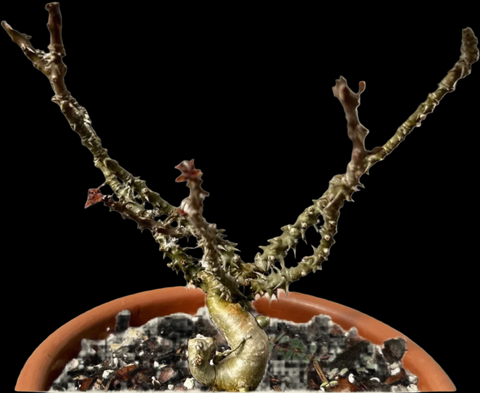 Euphorbia millii Madagascar Caudex Hybrid Specimen 1