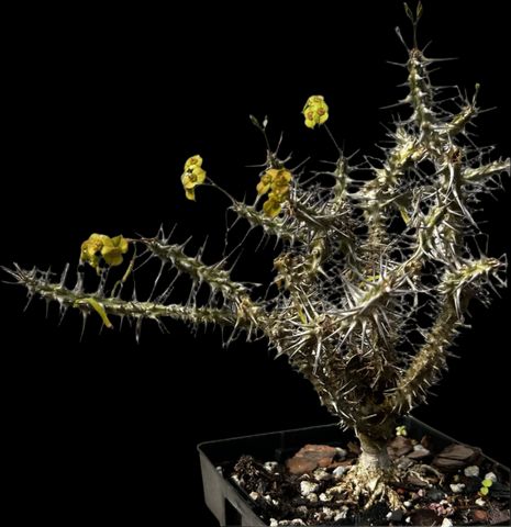 Euphorbia crown of thorns caudex yellow flower