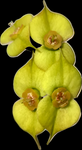 Euphorbia crown of thorns caudex yellow flower