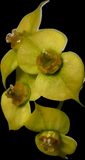 Euphorbia crown of thorns caudex yellow flower