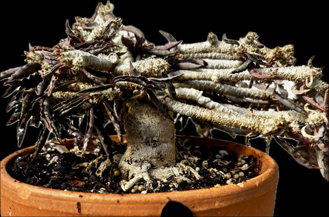 Euphorbia cylindrifolia tuberifera Madagascar Caudex Succulent