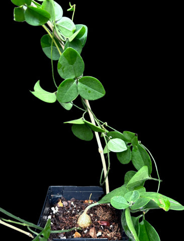 Neoalsomitra sarcophylla 4" Pot Rare tropical caudex vine plant