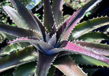 Dyckia platyphylla | Terrestrial Bromeliad | Wide Leaf Purple Star