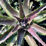 Dyckia platyphylla | Terrestrial Bromeliad | Wide Leaf Purple Star