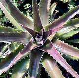 Dyckia platyphylla | Terrestrial Bromeliad | Wide Leaf Purple Star