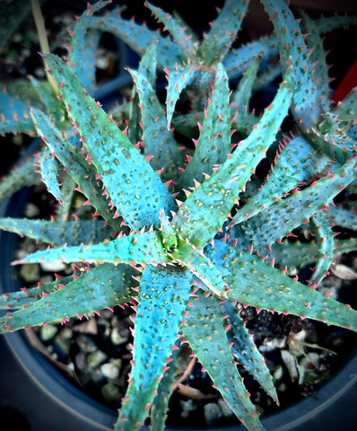 Aloe hybrid 'Wildfire' | Rare Hybrid | 4” Pot Size