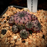 Sulcorebutia rauschii 3"