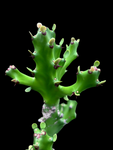 Euphorbia antiquorum syn mayurnathanii | Large Tower Euphorbia