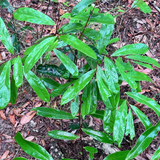 Gopher Apple | Geobalanus oblongifolius | Florida Native Fruit Bearing Groundcover