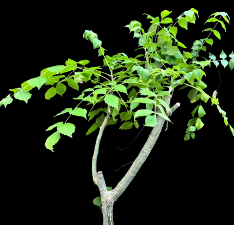 Commiphora sp nova ex Miniatree |Large Bonsai Specimens 3 Gallon