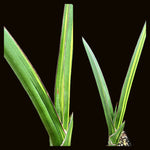 Sansevieria robusta variegated | Nice Specimens 1 Gallon