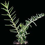 Alluaudiopsis fihirensis 5" pots, Madagascar Spiny Forest,  ocotillo, rare succulent tree