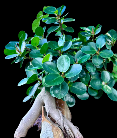 Ficus sp. No ID ex Thailand | Dwarf Species | Miniature Bonsai Ficus