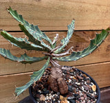 Euphorbia buruana | 3” pots | Caudex Medusioid Euphorbia