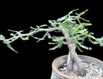 Operculicarya hyphaenoides Plant A