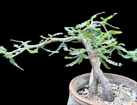 Operculicarya hyphaenoides Plant A