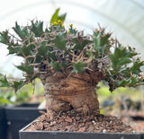 Euphorbia clavigera Huge Caudex | Specimen A