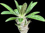 Pachypodium densiflorum Seed Grown Multibranch 4" pots