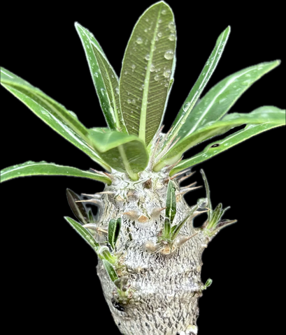 Pachypodium densiflorum Seed Grown Multibranch 4" pots