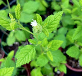 Curacao Bush | Varronia globosa | Endangered Florida Native