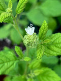 Curacao Bush | Varronia globosa | Endangered Florida Native