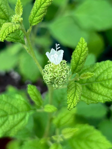 Curacao Bush | Varronia globosa | Endangered Florida Native