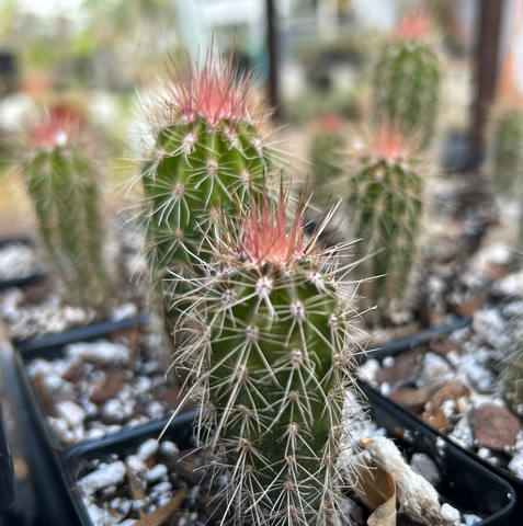 Pachycereus pringlei | Mexican Giant Cardon Cactus | Largest Species In The World