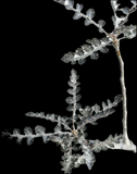 Boswellia socotrana Silver Leaf Specimen Tree