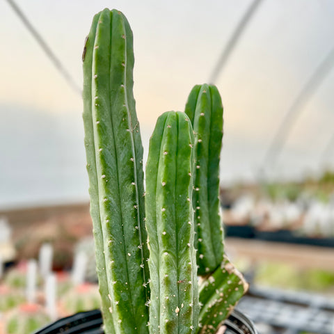 Trichocereus (echinopsis) pachanoi San Pedro Cactus | 2” Pots or 2 Gallon Large