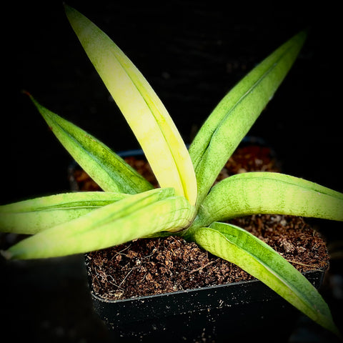 Sansevieria Thai Hybrid 'Daxter'  Akebono Variegated | Rooted Offsets