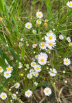 Rice Button Aster | Symphyotrichum carolinianum | Florida Native Wildflower