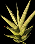 Sansevieria Hybrid Pagoda Indonesia | 2 Sizes Available