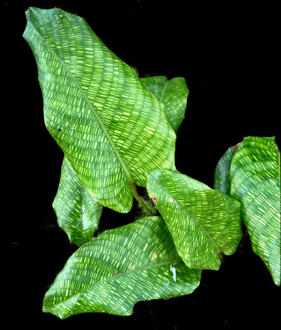 Network Prayer Plant