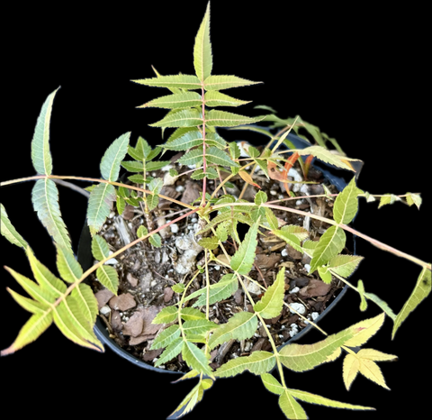 Boswellia dalzielii medicinal resin tree