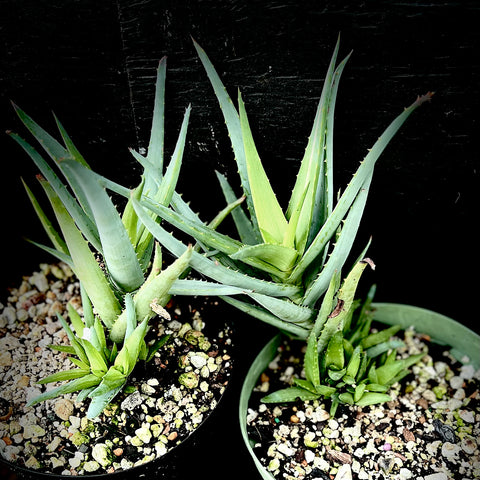 Aloe cv 'Blue Elf' Large Plants in 6" Pots