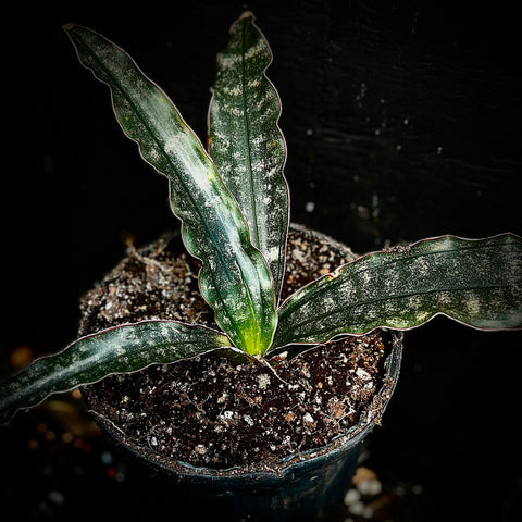 Sansevieria kirkii ssp pulchra 'Brunette Black' 1 gallon Exact Plant Rare Cultivar